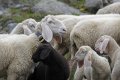 Pecore su pascolo