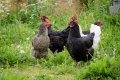 Tiere auf dem Kaschonhof - Hühner